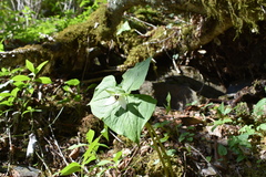 Trillium simile