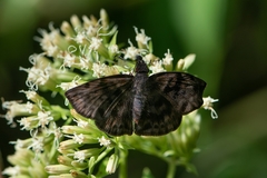 Ebrietas anacreon anacreon