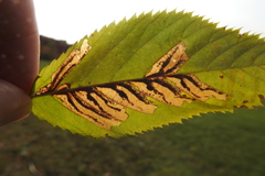 Stilbosis ostryaeella