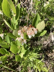 Lyonia fruticosa