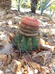 Melocactus matanzanus