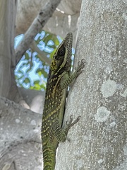 Anolis smallwoodi