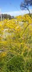 Cachrys libanotis