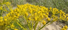 Cachrys libanotis