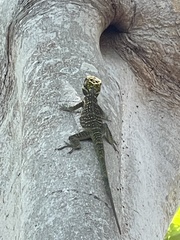 Anolis smallwoodi