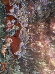 Corynactis australis