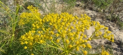 Cachrys libanotis