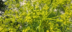 Cachrys libanotis