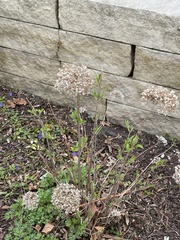 Hydrangea