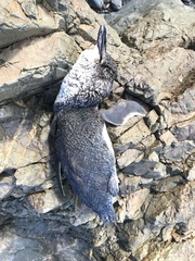 Eudyptula minor iredalei