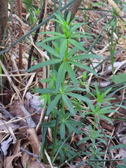 Galium laevigatum