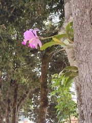 Cattleya