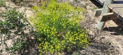 Cachrys libanotis