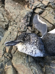 Eudyptula minor iredalei