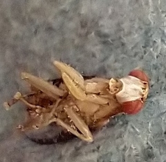 Trypetoptera canadensis