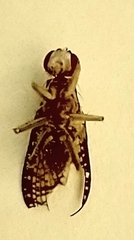 Trypetoptera canadensis