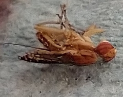 Trypetoptera canadensis