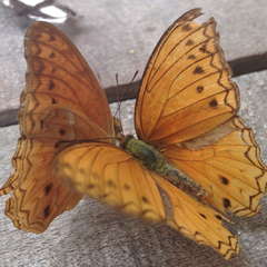 Lachnoptera anticlia