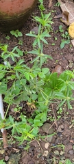 Eryngium foetidum