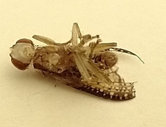 Trypetoptera canadensis