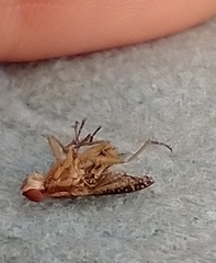 Trypetoptera canadensis