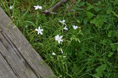 Claytonia virginica