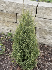 Tracheophyta
