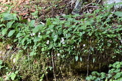 Claytonia caroliniana