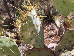 Opuntia chisosensis