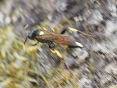 Ichneumon stramentor
