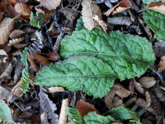 Adenocaulon chilense