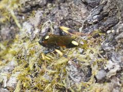 Ichneumon stramentor