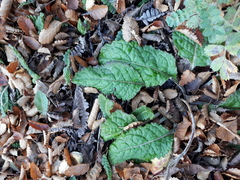 Adenocaulon chilense