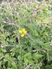 Geum urbanum