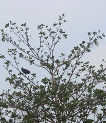 Buteogallus anthracinus