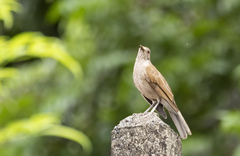 Turdus leucomelas