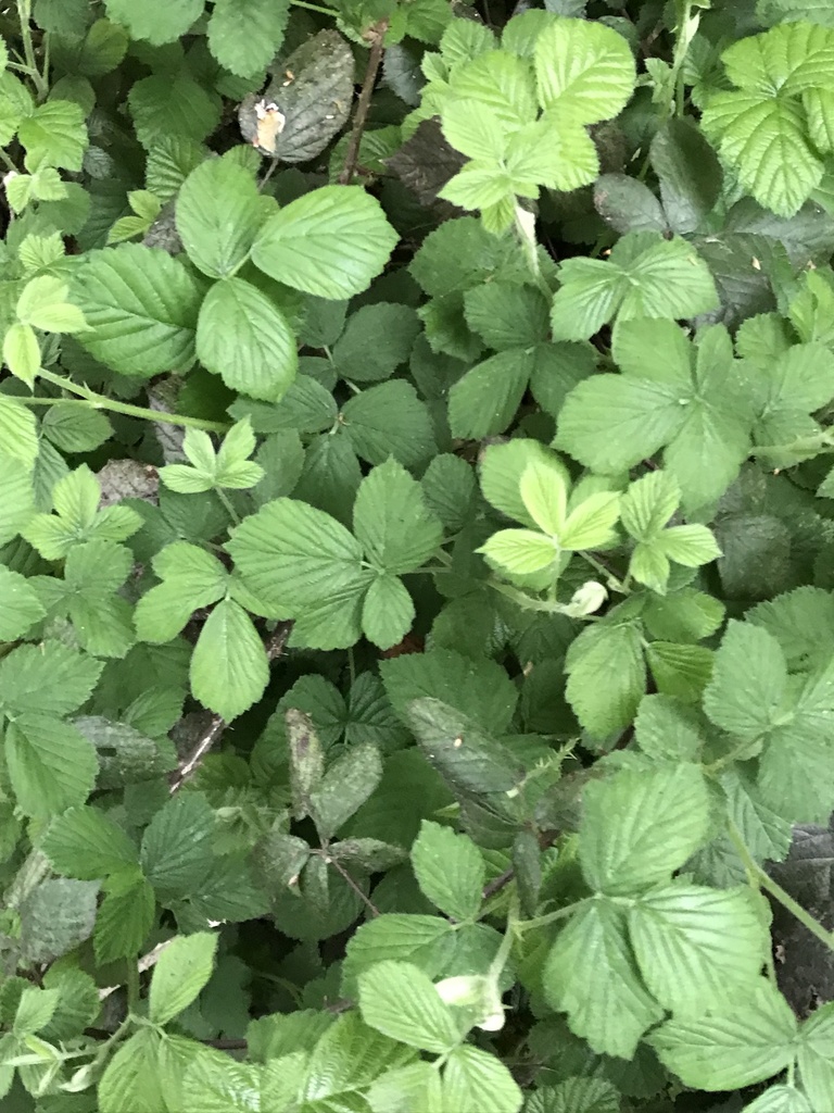 European blackberry complex from Staples Road, Loughton, England, GB on