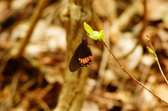 Parides erithalion polyzelus