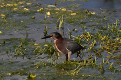 Butorides virescens image