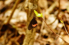 Parides erithalion polyzelus