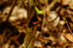 Parides erithalion polyzelus