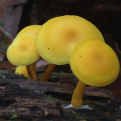Tricholomopsis aurea