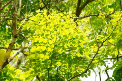 Dalbergia granadillo