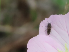 Acmaeodera neglecta neoneglecta