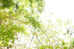 Dalbergia granadillo