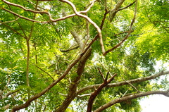 Dalbergia granadillo