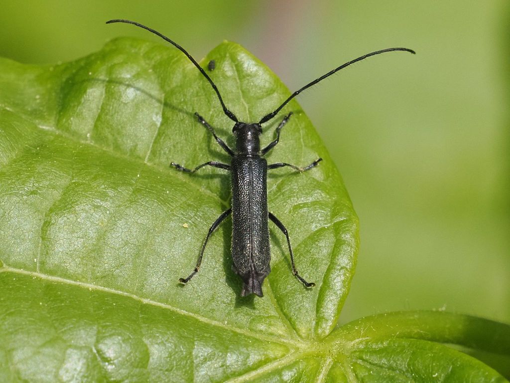 Stenostola ferrea