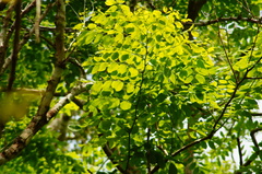 Dalbergia granadillo