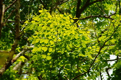 Dalbergia granadillo