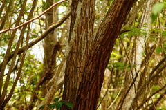 Dalbergia granadillo